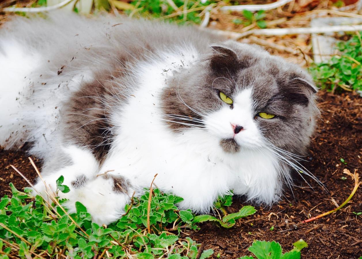 Mt Fuji Cat&Dog&Spa Pension Blue Poppy Fujikawaguchiko Exterior photo