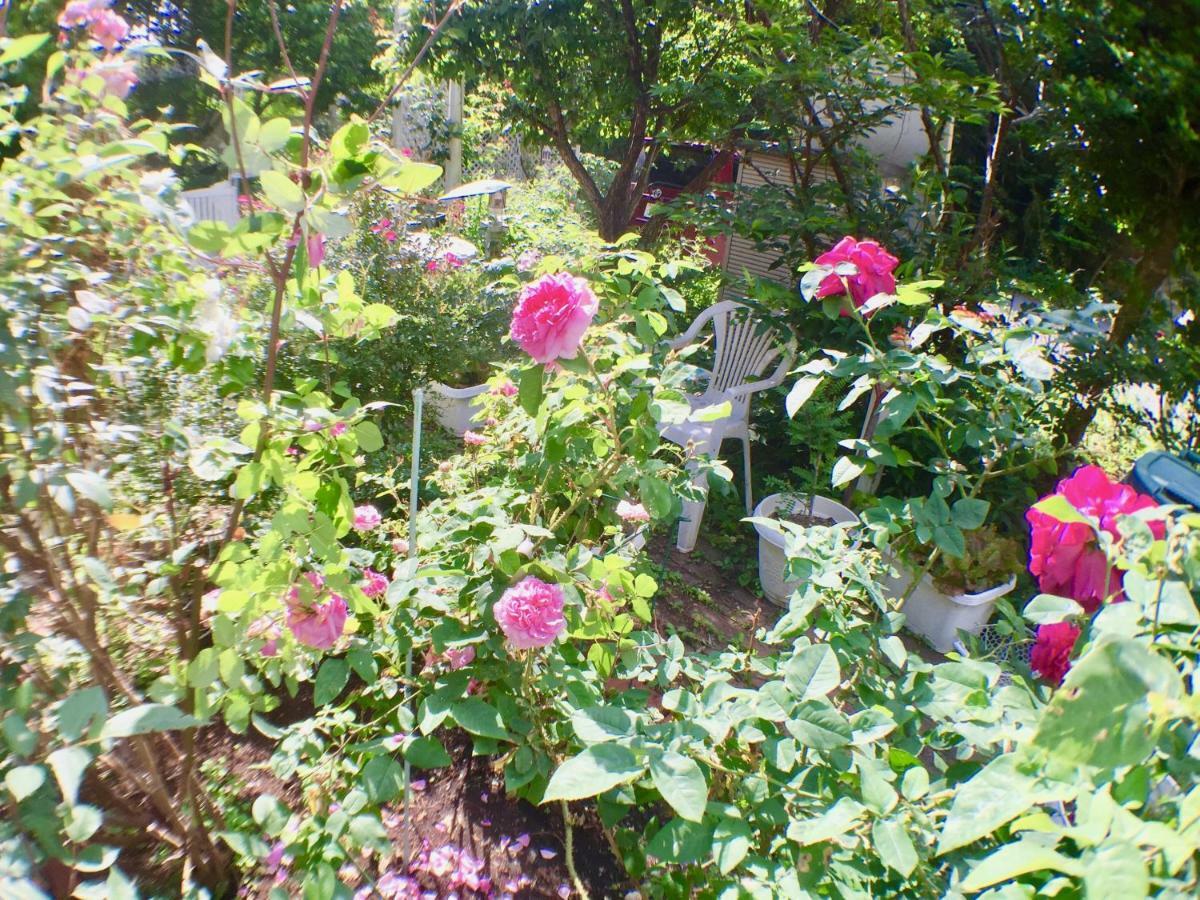 Mt Fuji Cat&Dog&Spa Pension Blue Poppy Fujikawaguchiko Exterior photo