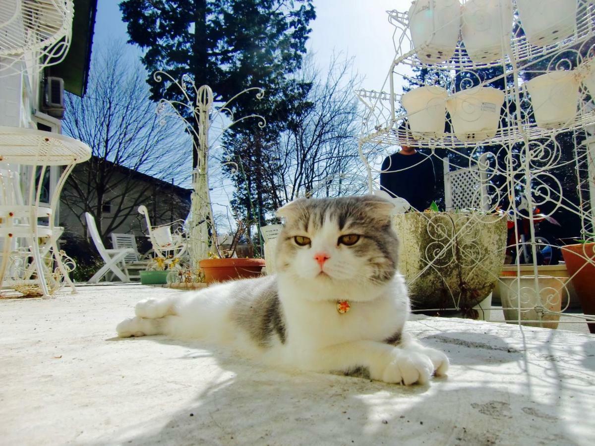 Mt Fuji Cat&Dog&Spa Pension Blue Poppy Fujikawaguchiko Exterior photo